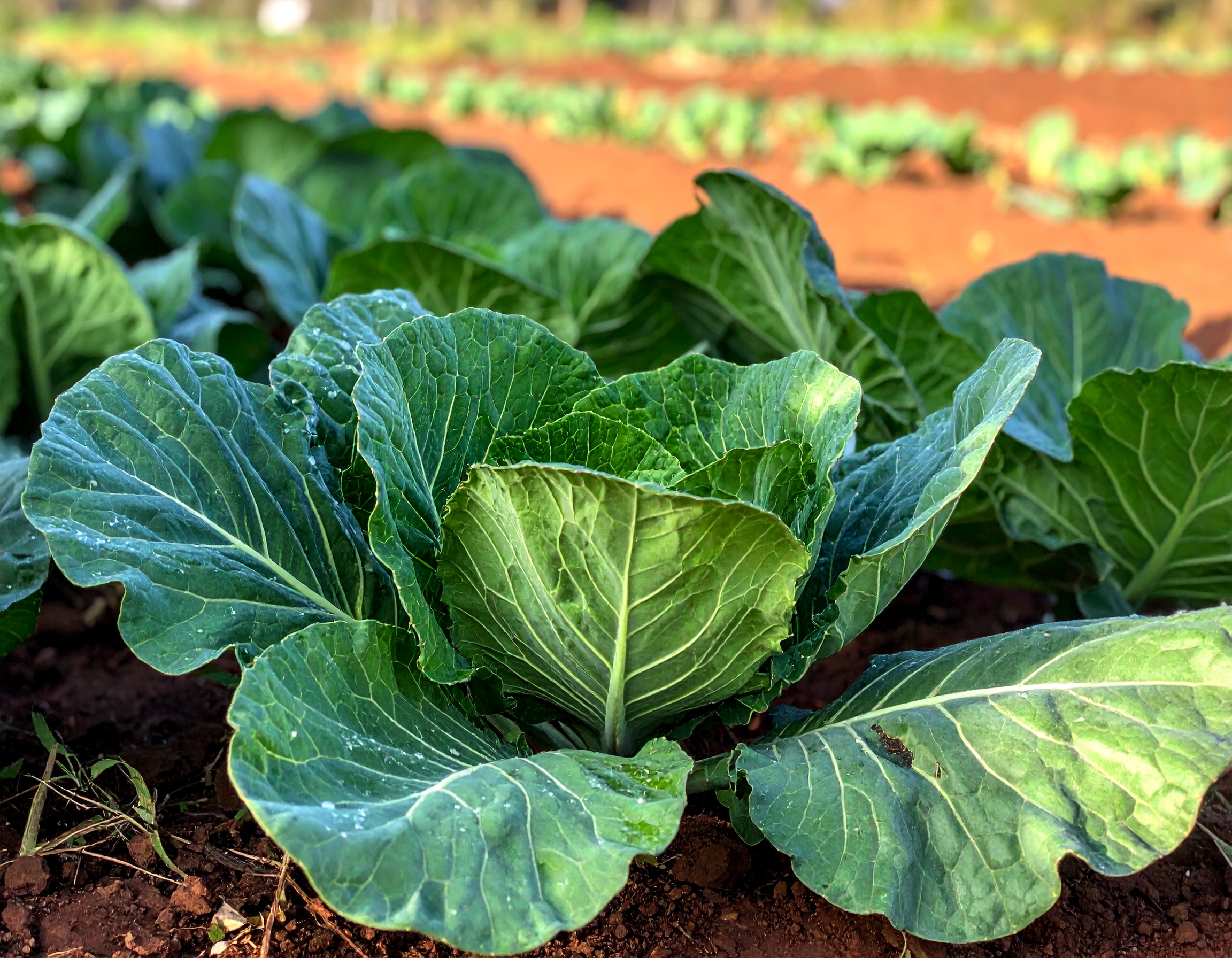 Farm visits